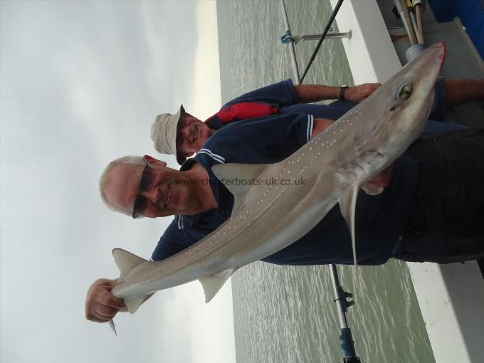 2 oz Smooth-hound by Unknown