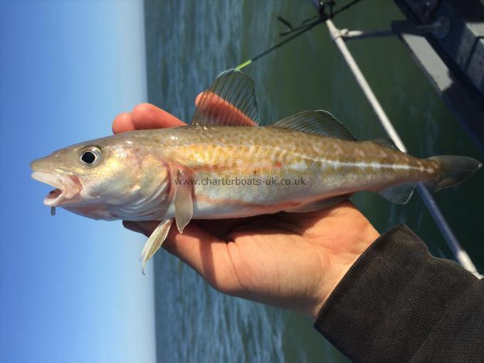 1 lb 5 oz Cod by Unknown