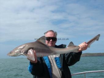 15 lb Starry Smooth-hound by Brian