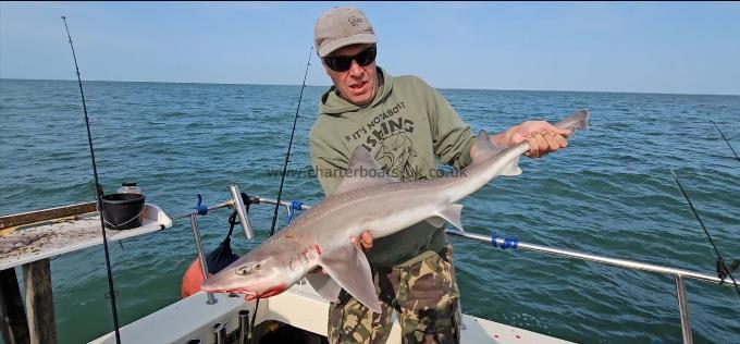 13 lb Starry Smooth-hound by Mark
