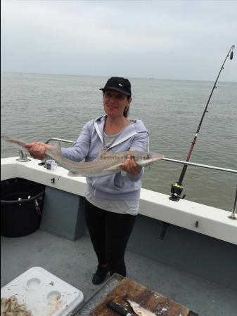 6 lb Starry Smooth-hound by steven macleod