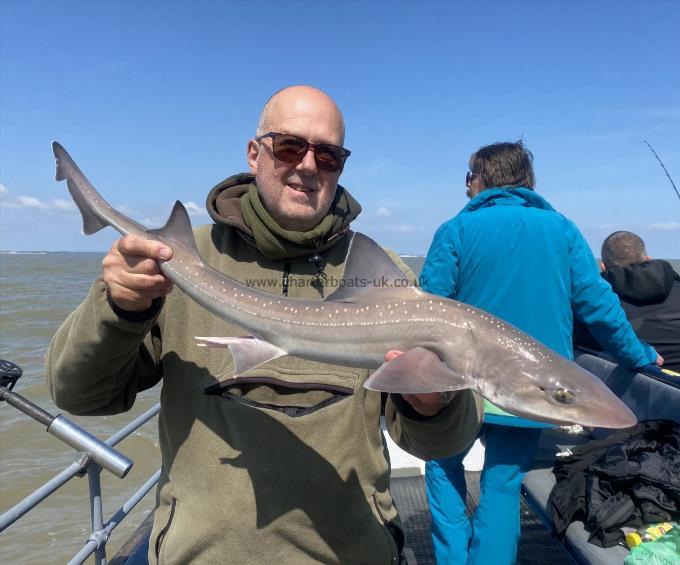 8 lb Starry Smooth-hound by Unknown