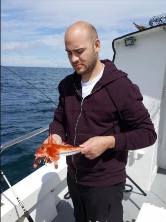 5 oz Red Gurnard by Dan