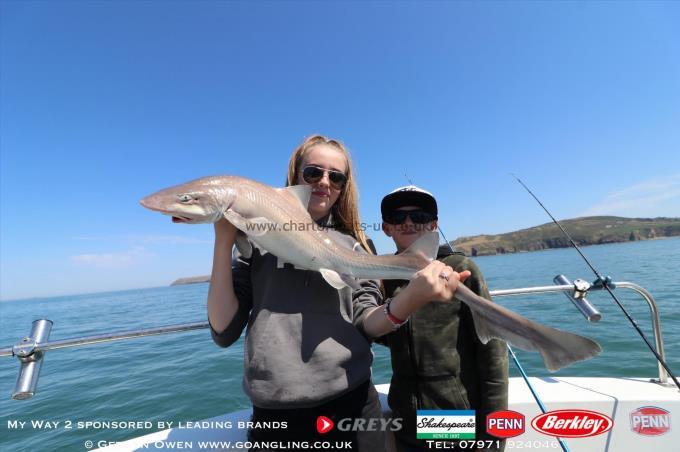 6 lb Starry Smooth-hound by Ebony & Lee