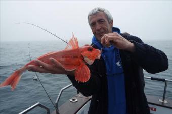 2 lb 4 oz Red Gurnard by Unknown