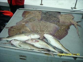 5 lb Thornback Ray by Unknown