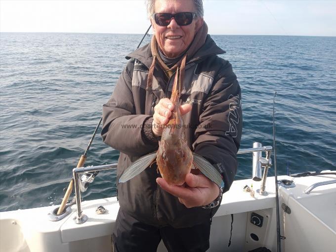 2 lb Grey Gurnard by Tony