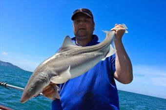 14 lb Starry Smooth-hound by Lloyd Rush