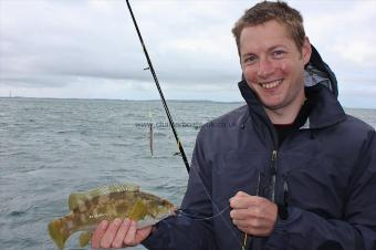 1 lb Ballan Wrasse by Matt