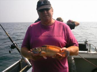 1 lb 4 oz Cuckoo Wrasse by Alan Field