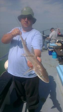 4 lb Starry Smooth-hound by darren from ramsgate
