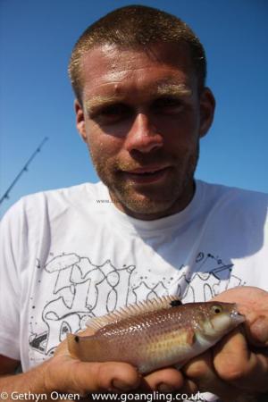 4 oz Goldsinny Wrasse by Steve