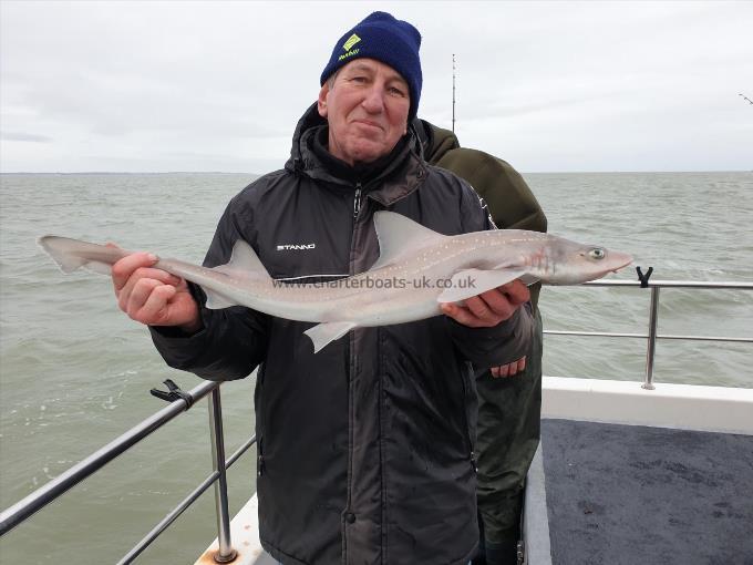 7 lb 4 oz Starry Smooth-hound by Bob Marshall