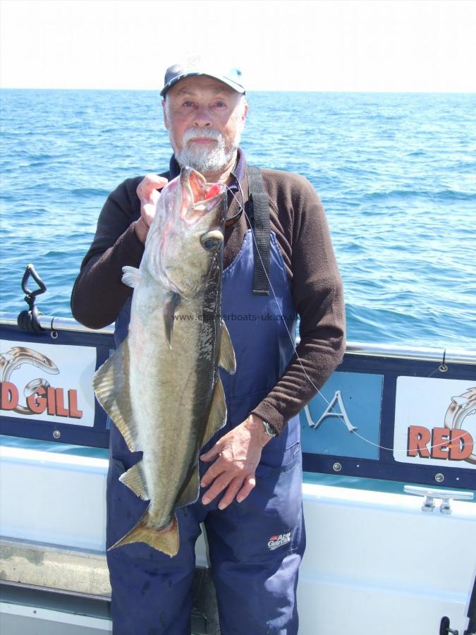 8 lb 8 oz Pollock by Ian Youngs