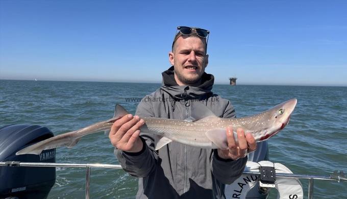 5 lb Starry Smooth-hound by Ricky