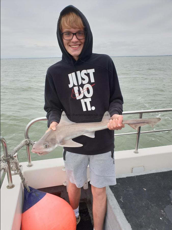 8 lb Starry Smooth-hound by Bob Marshall