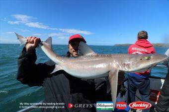 15 lb Starry Smooth-hound by Omar