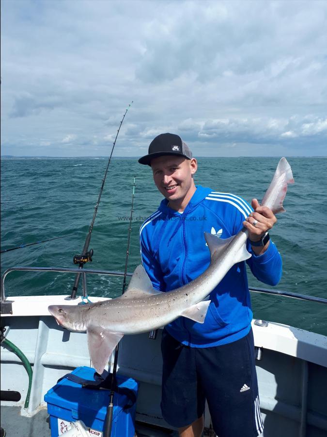 14 lb 8 oz Starry Smooth-hound by Unknown