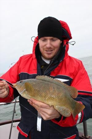 2 lb Ballan Wrasse by Warren