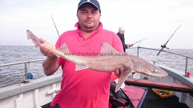 5 lb 6 oz Starry Smooth-hound by Ian from orpington