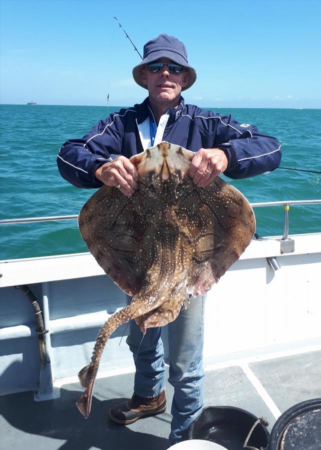 12 lb Undulate Ray by Unknown