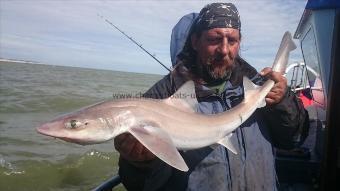 7 lb 5 oz Smooth-hound (Common) by Pete the pirate,