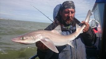 7 lb 5 oz Smooth-hound by Pete the pirate,
