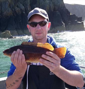 2 lb 7 oz Ballan Wrasse by chris