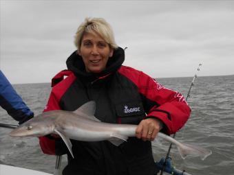 5 lb Smooth-hound (Common) by Sarah Dewing