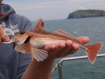 8 oz Grey Gurnard by Unknown