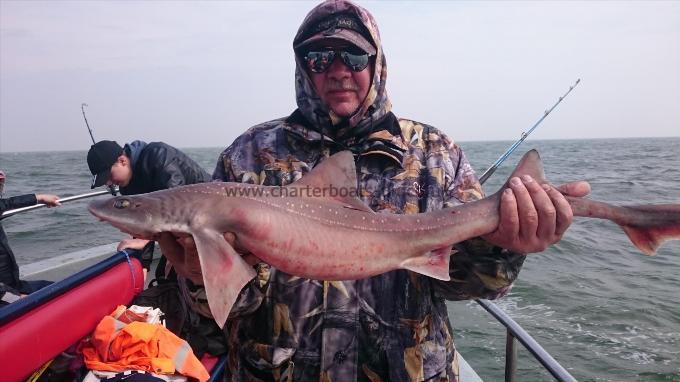 7 lb 2 oz Starry Smooth-hound by Barry from Sussex