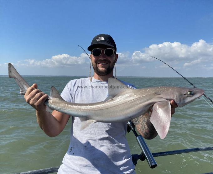 7 lb Smooth-hound by Unknown