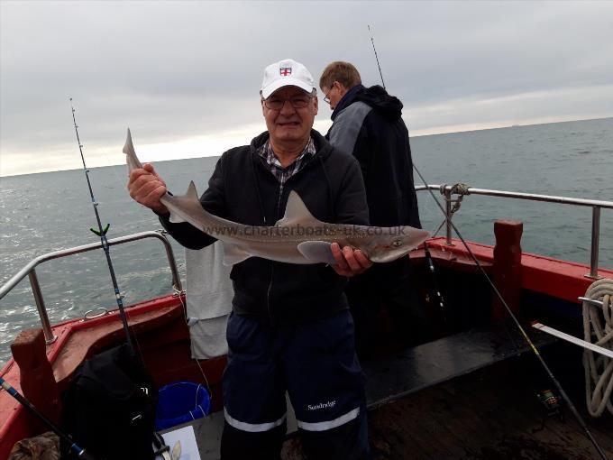 10 lb Starry Smooth-hound by Paul Green