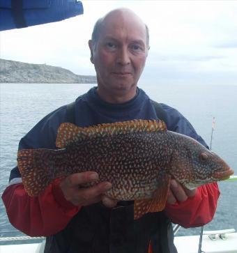 5 lb Ballan Wrasse by Pete Read