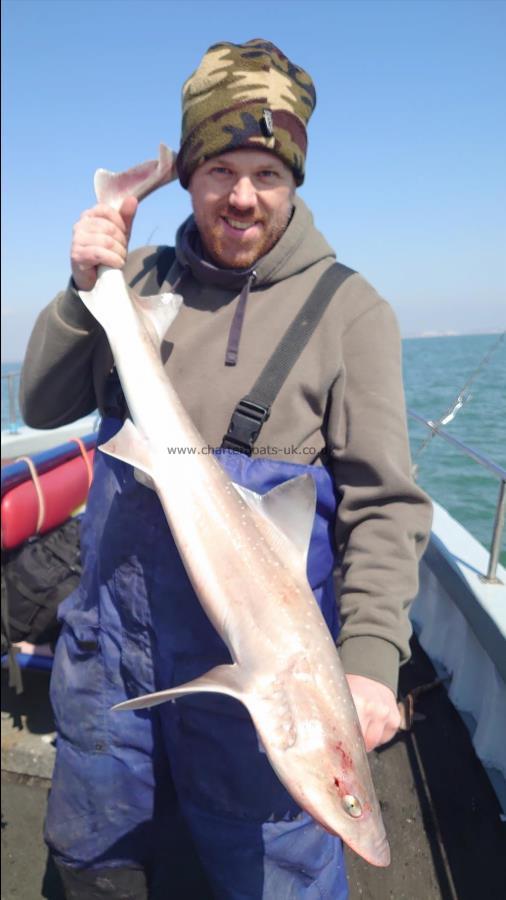 8 lb 7 oz Smooth-hound (Common) by Sean from Essex