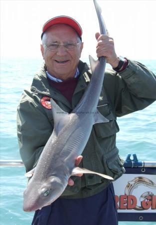 13 lb 14 oz Starry Smooth-hound by Alf Honour