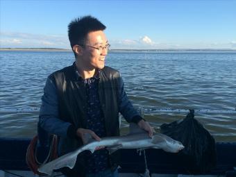 4 lb Smooth-hound by Unknown