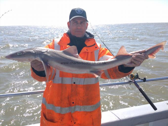 8 lb Starry Smooth-hound by Curtis