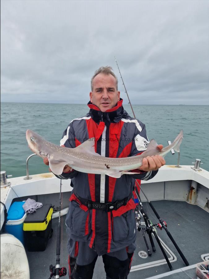5 lb Starry Smooth-hound by David