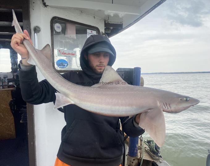 16 lb 4 oz Smooth-hound by Unknown