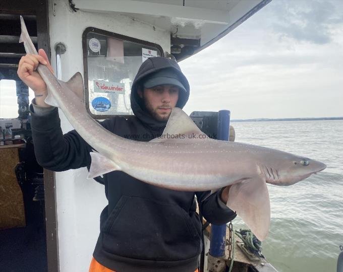 16 lb 4 oz Smooth-hound (Common) by Unknown