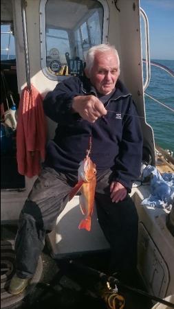 1 lb 8 oz Red Gurnard by Bob Marshall