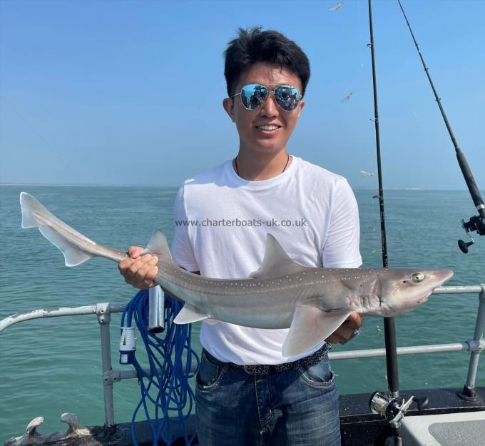 6 lb Smooth-hound by Unknown