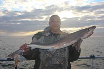 10 lb Starry Smooth-hound by HArry