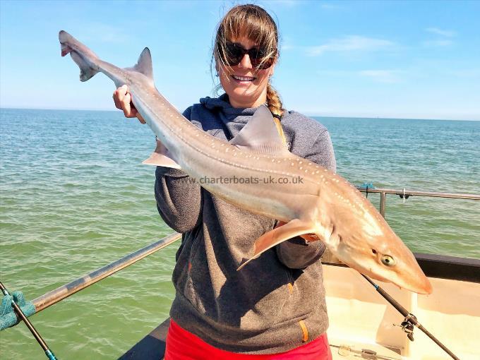 2 oz Smooth-hound by Unknown