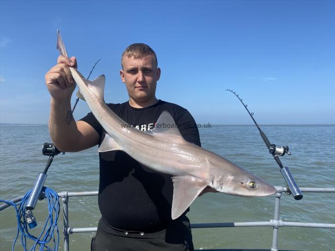 6 lb Smooth-hound (Common) by Unknown