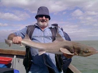 10 lb 12 oz Smooth-hound (Common) by Fred Cornelius
