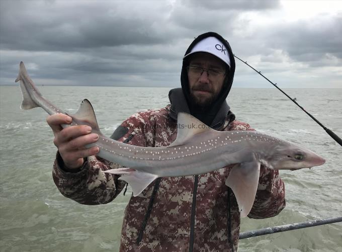 5 lb Smooth-hound by Unknown