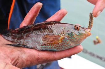 6 oz Corkwing Wrasse by Pete Minns