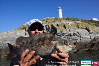 3 lb Ballan Wrasse by Kris